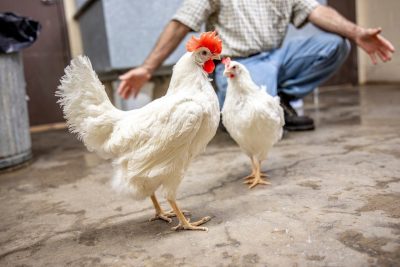 white chickens