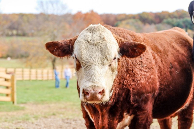 A brown and white cow looks into the camera, with a pasture and farm fencing behind it.