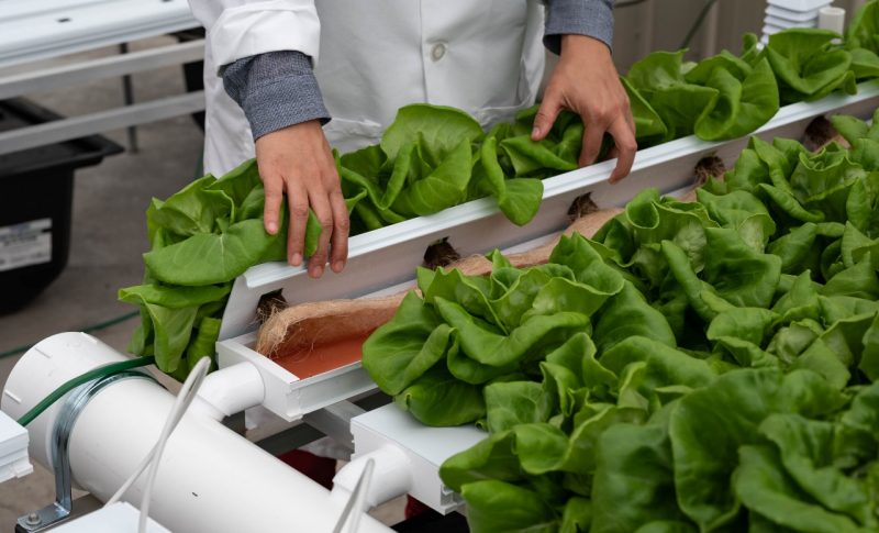 Lettuce growing indoors in CEA system.