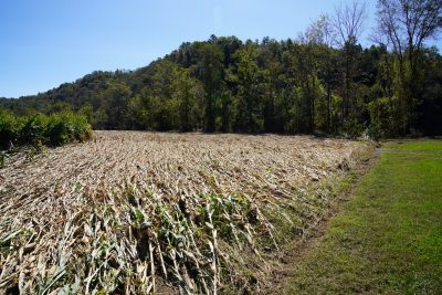 A cornfield flattened by floods.