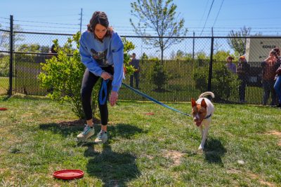 A young woman wearing a blue long sleeved shirt and black pants holds a blue leash, and trains a medium-sized white in brown dog in a grassy field. 