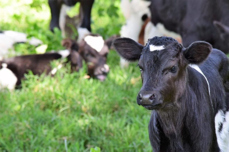 Cow in a field