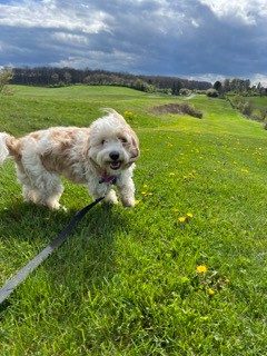 Small white and tan dog with curly hair playing on green grass.