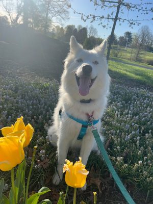 White dog with blue eyes sitting behind yellow tulips with purple crocus in the background. Blue skies and trees leafing out in the background.