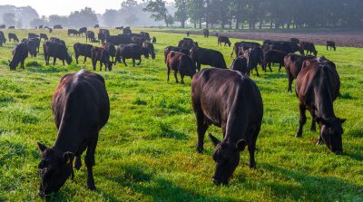 Black angus cattle grazing in a grassy field with trees in the background.