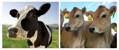 Collage of Holstein and two young Jerseys all looking to the side.