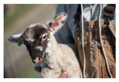 Farm worker holding a lamb.