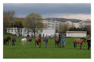 A group of volunteers leads horses across a green field.
