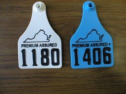 Virginia Premium Assured Heifer Program identifying cow tags.