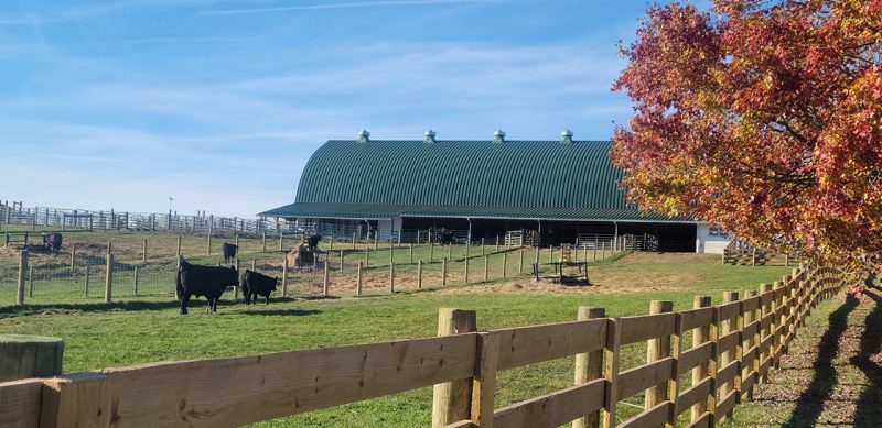VT Beef Barn on a sunny autumn day. Fall foliage in the foreground.