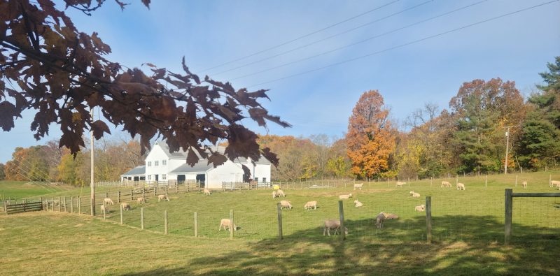 The Copenhaver Sheep Center barn with sheep in the field on a pleasant day with blue skies and autumn foliage.