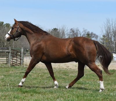 Impressive stallion in a field. Fence and gate in the background.