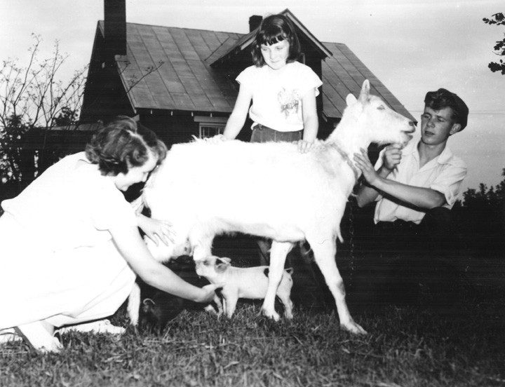 A pet milk goat takes over two little motherless pigs in Bedford County, Virginia. Virginia Extension. 1950. Special Collections.