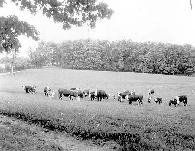 Beef Cattle in pasture. June 1953. Virginia Extension. Special Collections.
