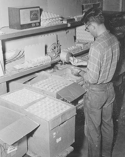 	Harrisonburg, Rockingham Co., VA, candling and sorting eggs circa 1950s. Eggs are packed into case lots after transfer from the baskets and pails cracked by producers. The cartons are probably cracked eggs for local sale. Special Collections.