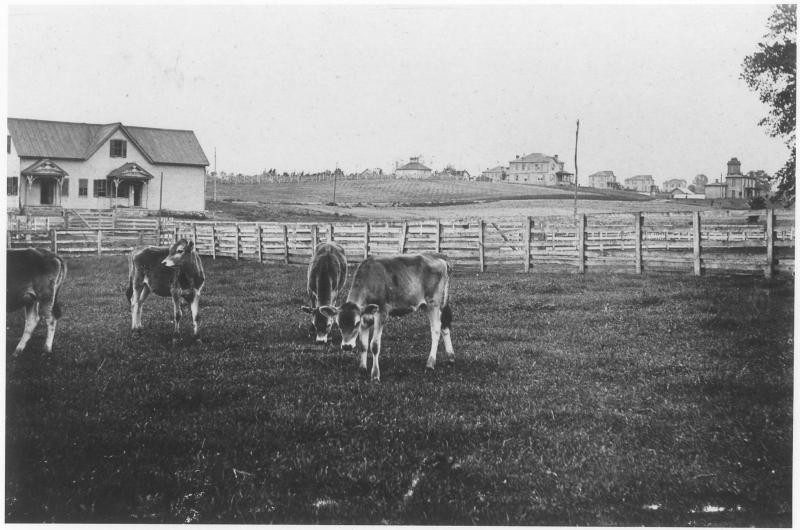 Jersey Calves at VPI circa 1895. In the background: the cannery and Faculty Row. Special Collections.