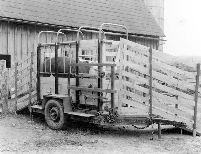 Portable livestock scales at VPI  circa 1956. Special Collections.