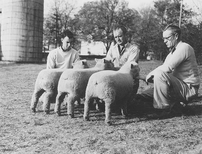 Southdown lambs won 1st place at Eastern National. November 1953. Virginia Extension. Special Collections.