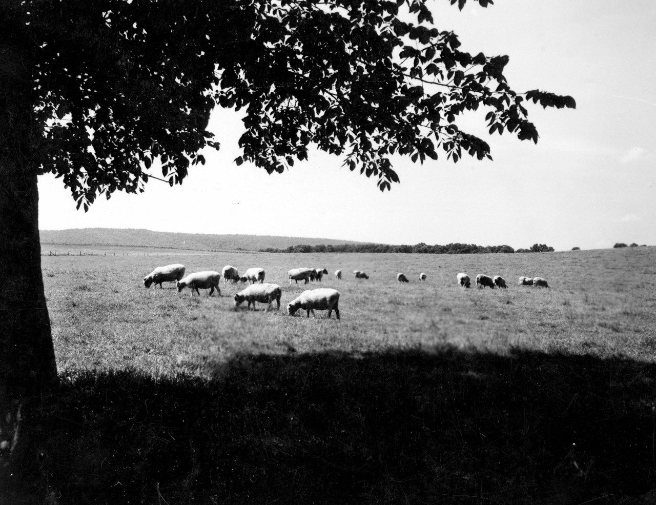 VPI Blacksburg, VA.  Flock of sheep on pasture. August 1950. Special Collections.