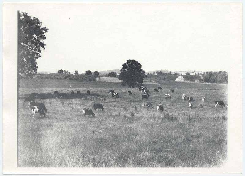Herd of cattle grazing at VPI. Black and White, no date given. Special Collections.