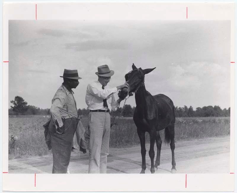 Horse examination. Blacksburg, VPI&SU. No date given. Special Collections.