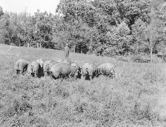 Pigs on pasture. Virginia Extension. September 1945.