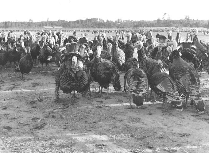 Accomock County., VA, turkeys on range. No date given. Virginia Extension. Special Collections.