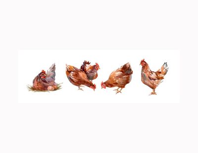 Illustration of chickens. Four hens and a rooster. One hen nesting.