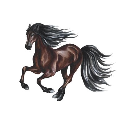 Horse illustration.
