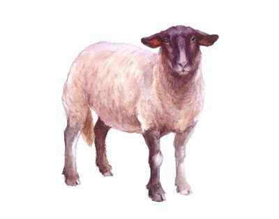 Illustration of a sheep looking ahead.