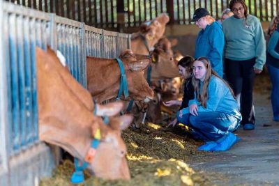 Students in a barn with Guernsey cattle.