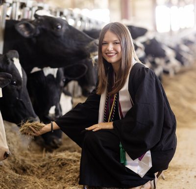 Anna Cappellina in graduation gown and sashes in the dairy barn at Kentland, extending a hand of silage to a Holstein cow.