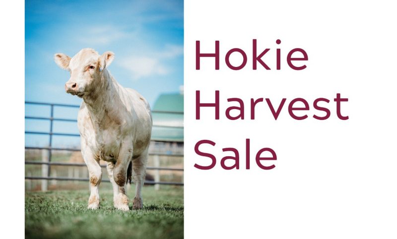 A light-colored cow standing on grass inside a fenced area with a blue sky and barn in the background.