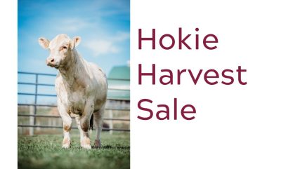 A light-colored cow standing on grass inside a fenced area with a blue sky and barn in the background.