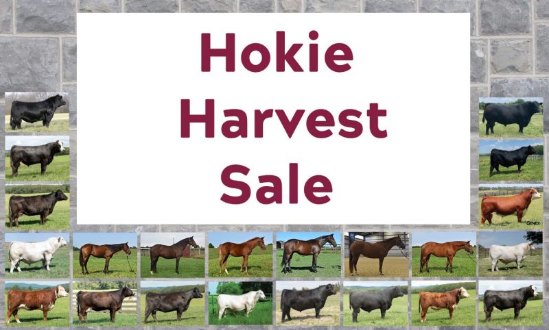 Cattle and horses from previous Hokie Harvest Sales against a HokieStone background. "Hokie Harvest Sale".