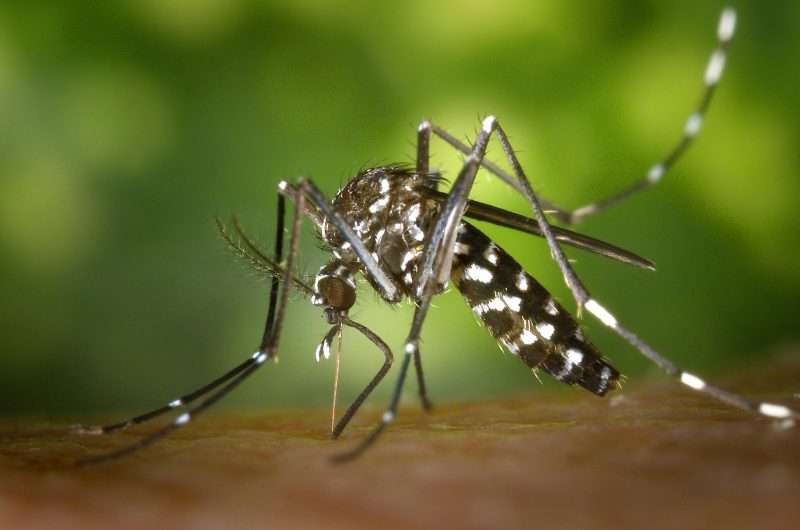 Close up of a mosquito. Image courtesy Pexels.