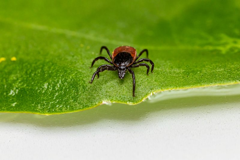 A deer tick up close. Image courtesy Pexels.