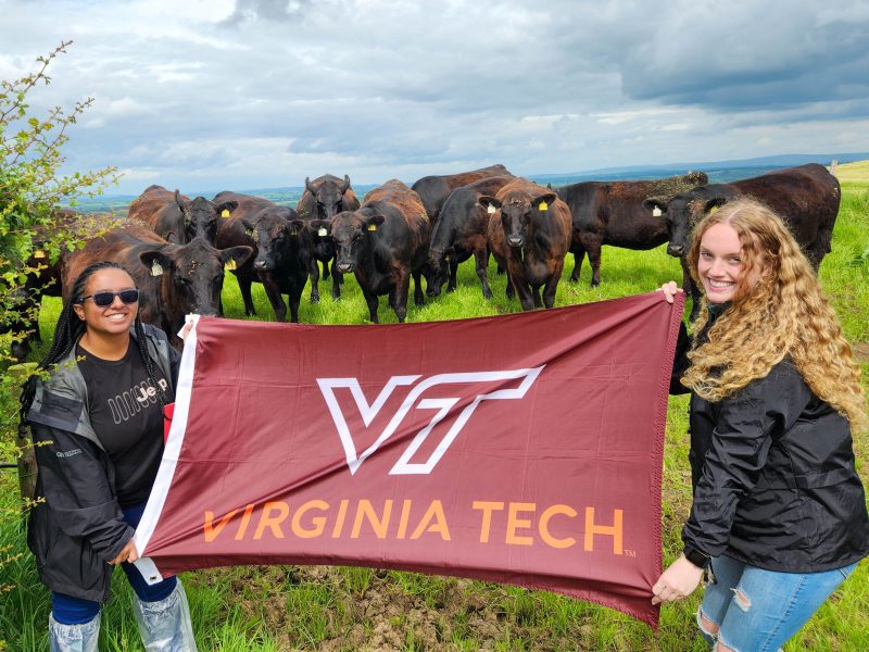 Two young women hold the Virginia Tech flag posing in front of a group of Angus cattle.