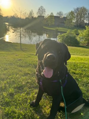 Black dog with floppy ears sitting on green grass smiling at the camera. Pond in the bacground. Sunset reflecting off of the pond.