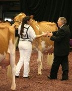 Cara Woloohjian (RI) showing her cow Wee Acres Spider Clara Bell who won Grand Champion of the Open show. Best Guernsey cow in the US.