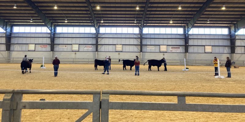 Novice participants competing in the beef finalist competition. 