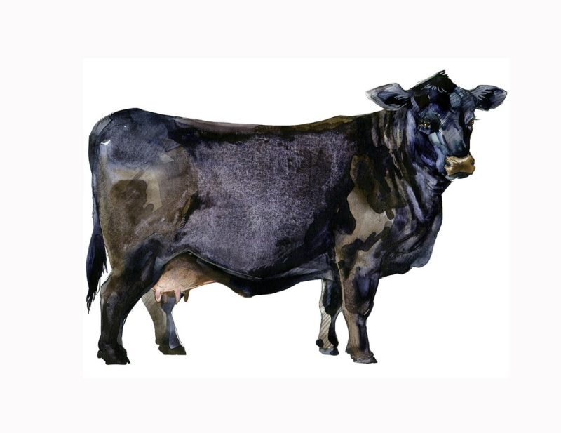 Illustration of an a Black Angus cow from the side.