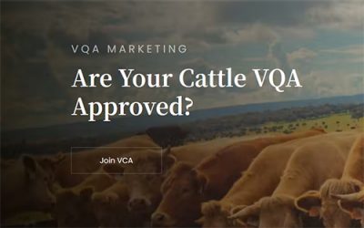 Virginia Quality Assured Feeder Cattle Program