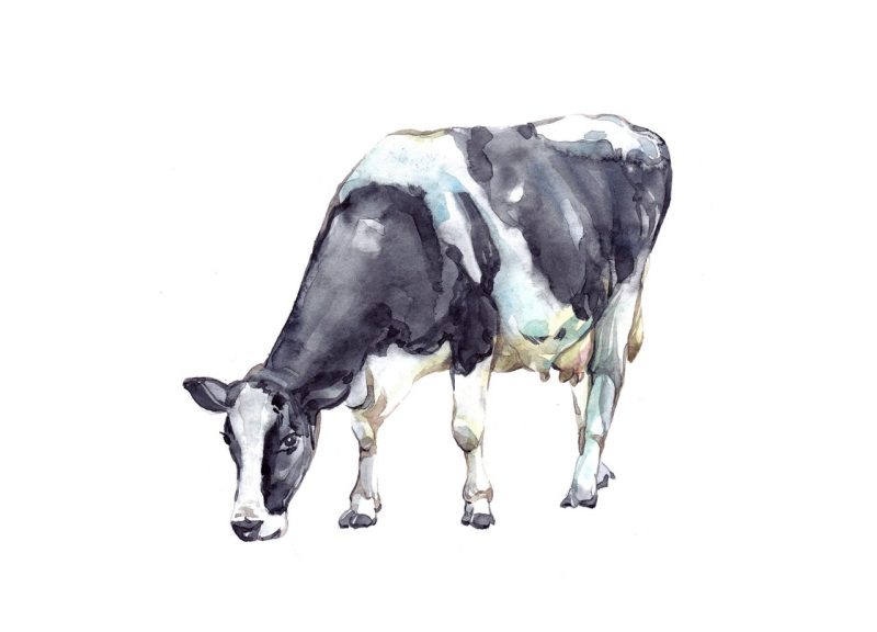 Illustration of a Holstein cow grazing.