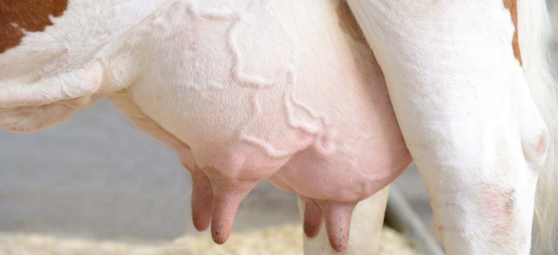 Close up view of dairy cow udder.