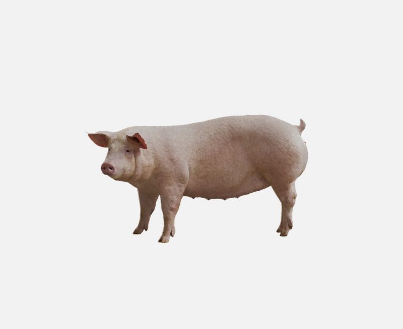 Illustration of a pig.