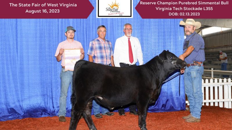 2023 State Fair of West Virginia - VT Stockade L355 - Reserve Champion Purebred Simmental Bull.