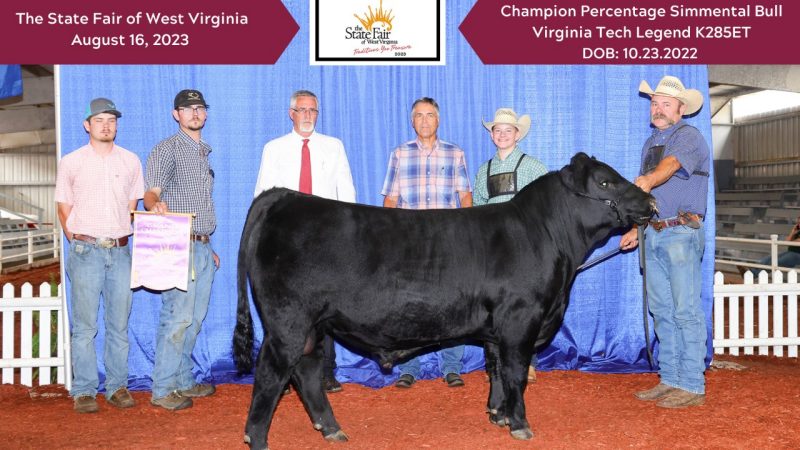 2023 State Fair of West Virginia - VT Legend K285ET - Champion Percentage Simmental Bull.