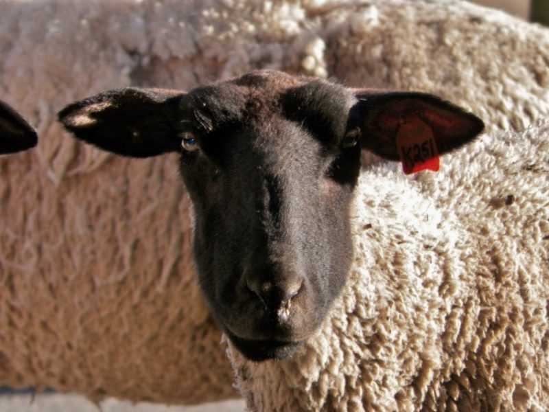Black-face sheep looking at camera.