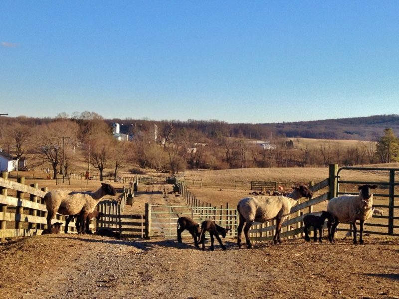 Sheep at the farm inside fence. Blue skies. 